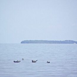 Kegelrobben im Greifswalder Bodden