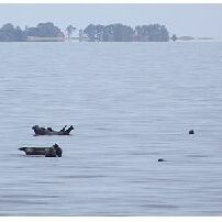 Kegelrobben im Greifswalder Bodden